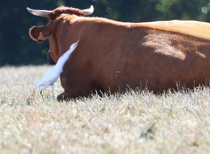 Bubulcus ibis-81