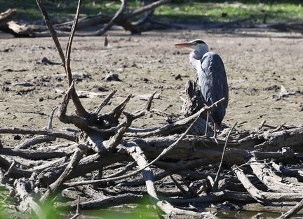 Ardea cinerea-80