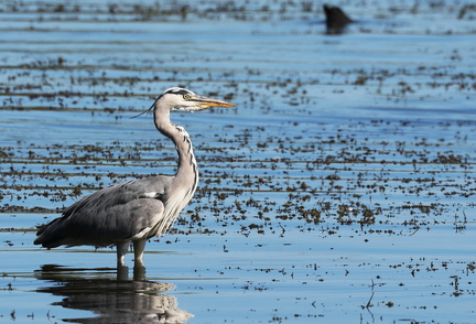 Ardea cinerea-81