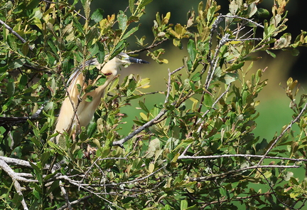 Ardeola ralloides-61