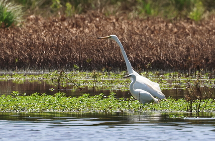 Ardea alba-7