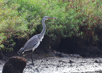 Ardea cinerea-85