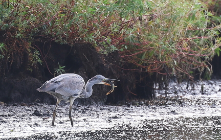 Ardea cinerea-86