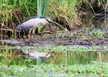 Nycticorax nycticorax-4