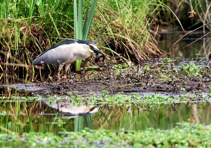 Nycticorax nycticorax-41