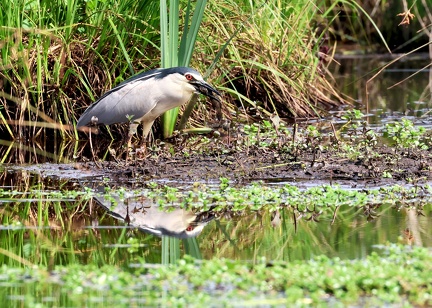 Nycticorax nycticorax-42