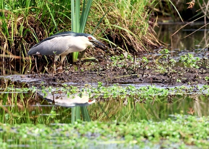 Nycticorax nycticorax-43