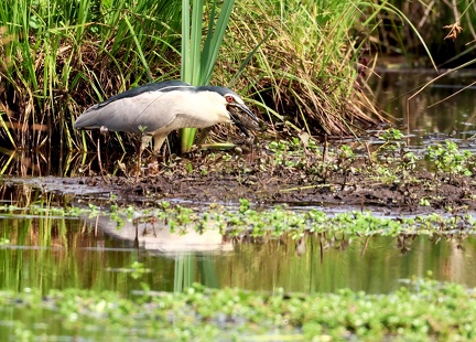 Nycticorax nycticorax-44