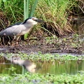 Nycticorax nycticorax-45
