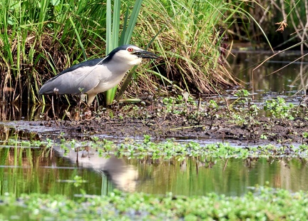 Nycticorax nycticorax-45