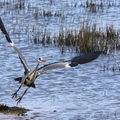 Ardea cinerea-404