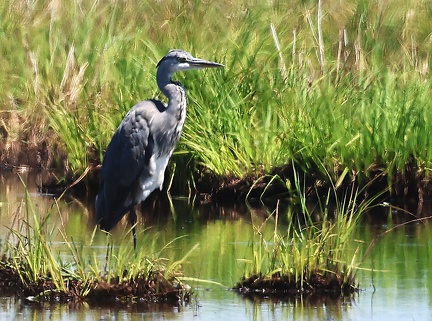 Ardea cinerea-32