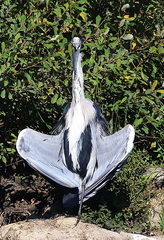 Ardea cinerea-87