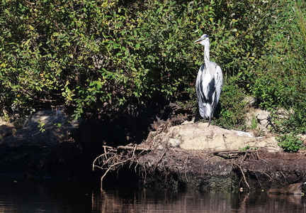 Ardea cinerea-88