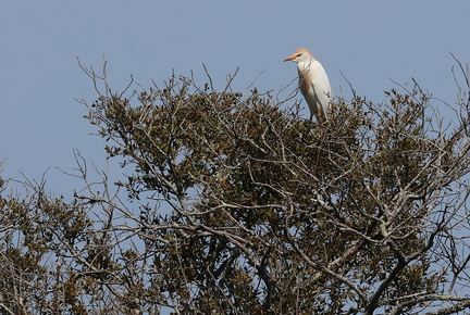 Bubulcus ibis-6