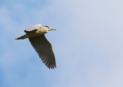 Nycticorax nycticorax-62
