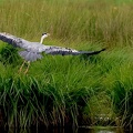 Ardea cinerea-4