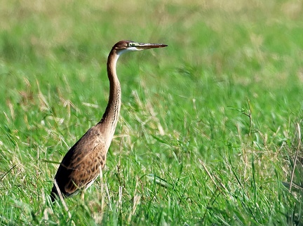 Ardea purpurea