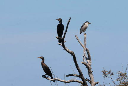 Nycticorax nycticorax-7
