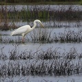 Ardea alba