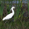 Egretta garzetta-1