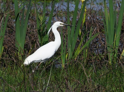Egretta garzetta-1