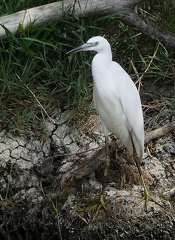 Egretta gularis-1