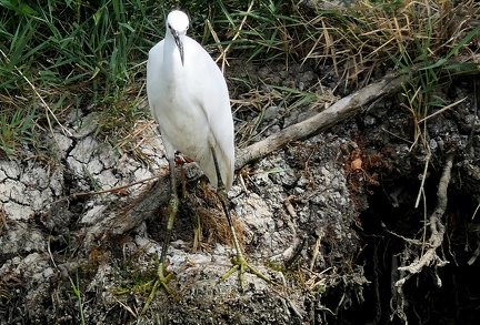 Egretta gularis