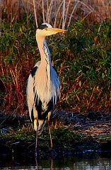 Ardea cinerea-2