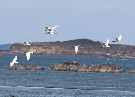 Platalea leucorodia-21