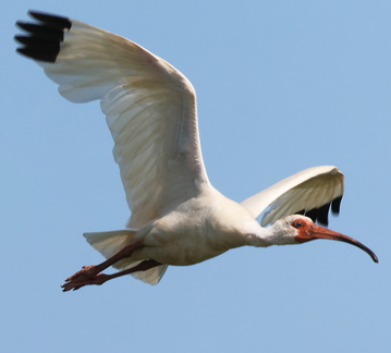 Eudocimus albus