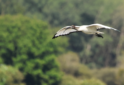 Threskiornis aethiopicus-980