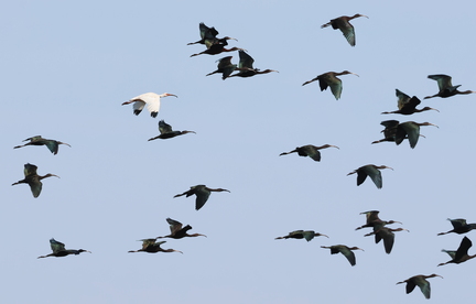 Eudocimus albus-1