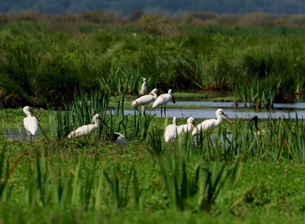 Platalea leucorodia-93
