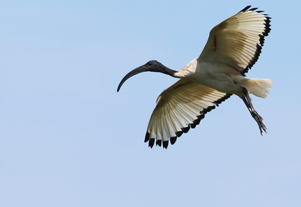 Threskiornis aethiopicus-981