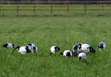 Threskiornis aethiopicus-93