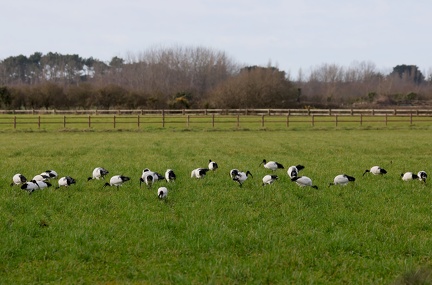 Threskiornis aethiopicus-91