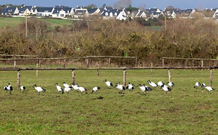 Threskiornis aethiopicus-94