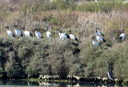 Threskiornis aethiopicus-8