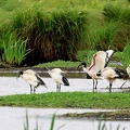 Threskiornis aethiopicus-96