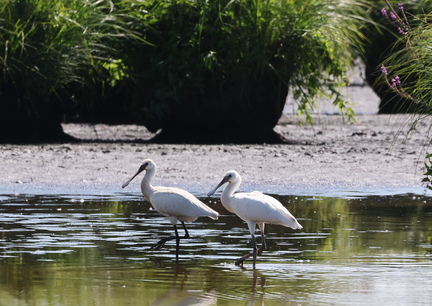 Platalea leucorodia-96