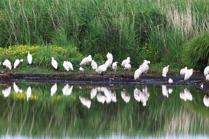 Platalea leucorodia-97