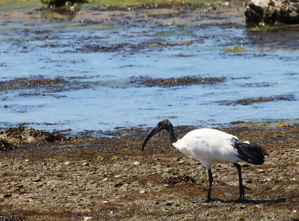 Threskiornis aethiopicus-982