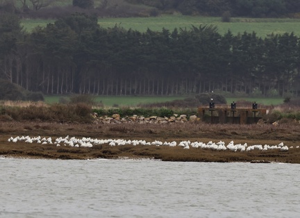 Platalea leucorodia-8