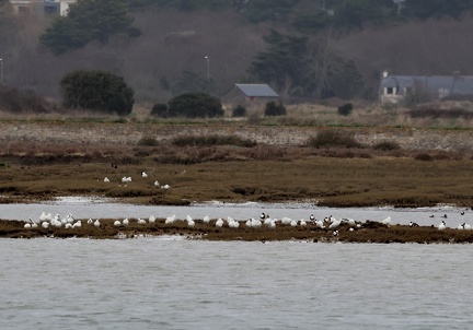 Platalea leucorodia-81
