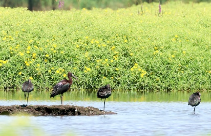 Plegadis falcinellus-7