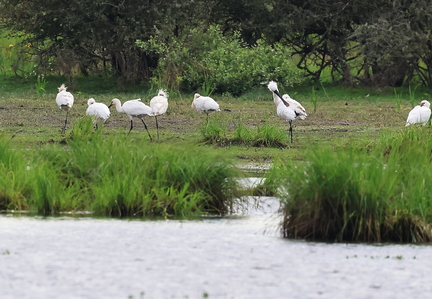 Platalea leucorodia-95