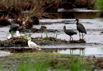 Plegadis falcinellus-2