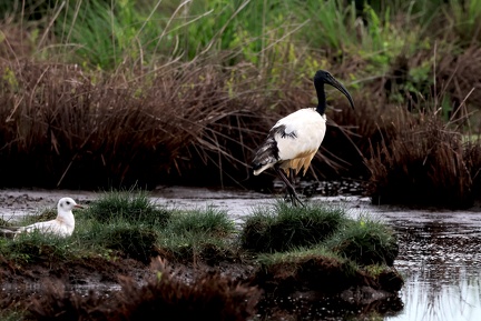 Threskiornis aethiopicus-6