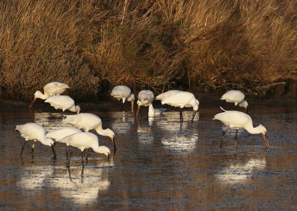 Platalea leucorodia-83